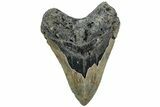 Fossil Megalodon Tooth - North Carolina #221824-1